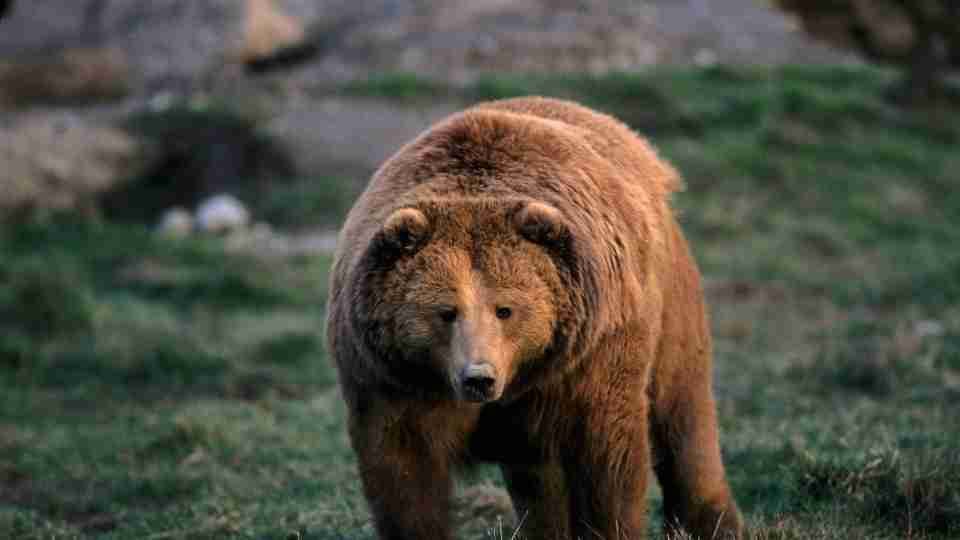 Sueños con osos: ¿indica fuerza interior o un 'yo' indómito?