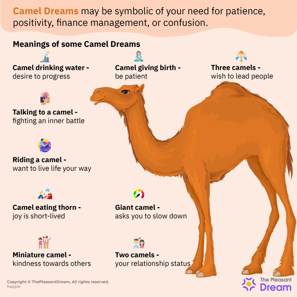 Camellos en sueños: 55 tipos y sus interpretaciones