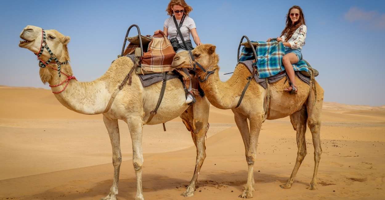 Camellos en sueños: 55 tipos y sus interpretaciones
