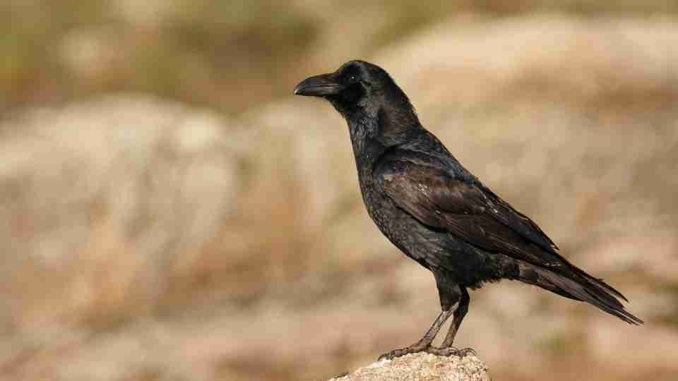 Crow in Dream - Guía detallada de buenas y malas interpretaciones