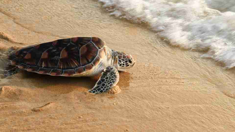 Soñar con tortugas: interpretación de escenarios y significados