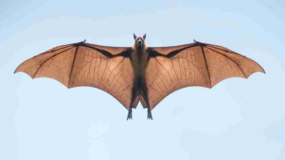 Soñar con murciélagos - ¿Llevan signos positivos o negativos?