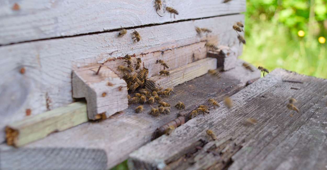 Soñar con abejas atacándote – 18 tipos y sus significados