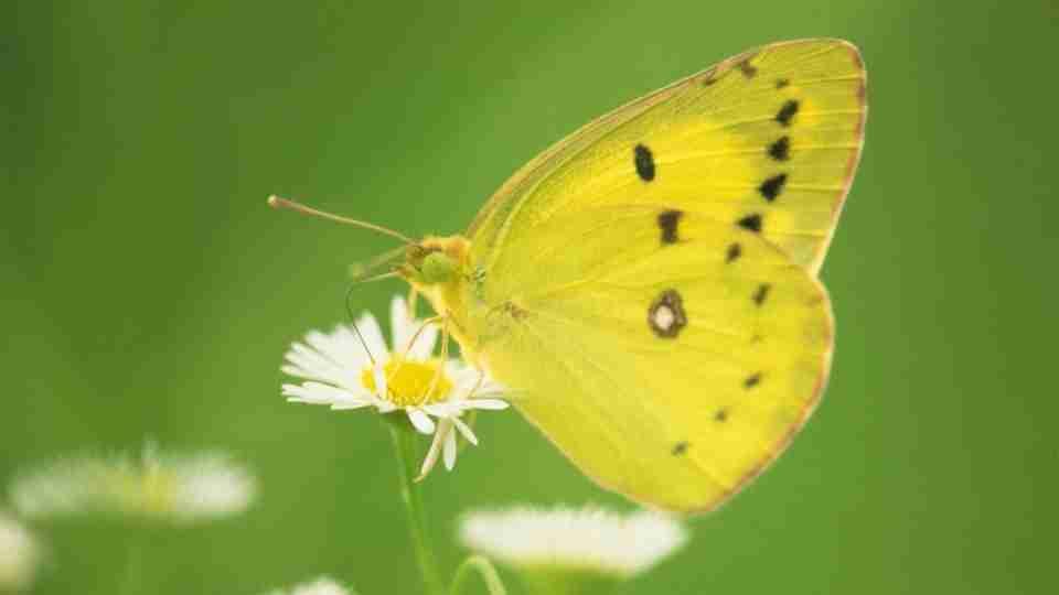 Soñar con mariposa: un signo de próxima transformación