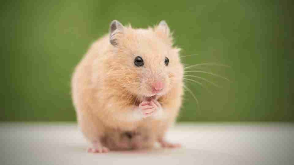 ¿Qué significa soñar con Hamster?