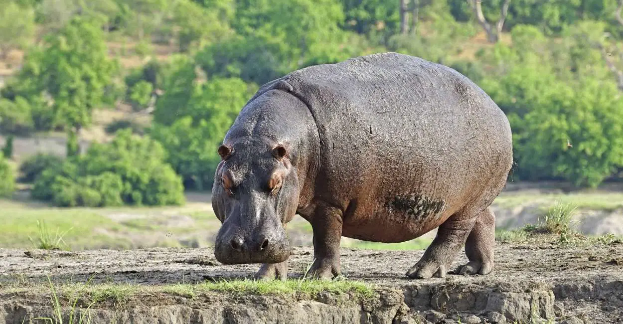 Sueña con un hipopótamo: ¿simboliza tu 'yo' salvaje y salvaje?