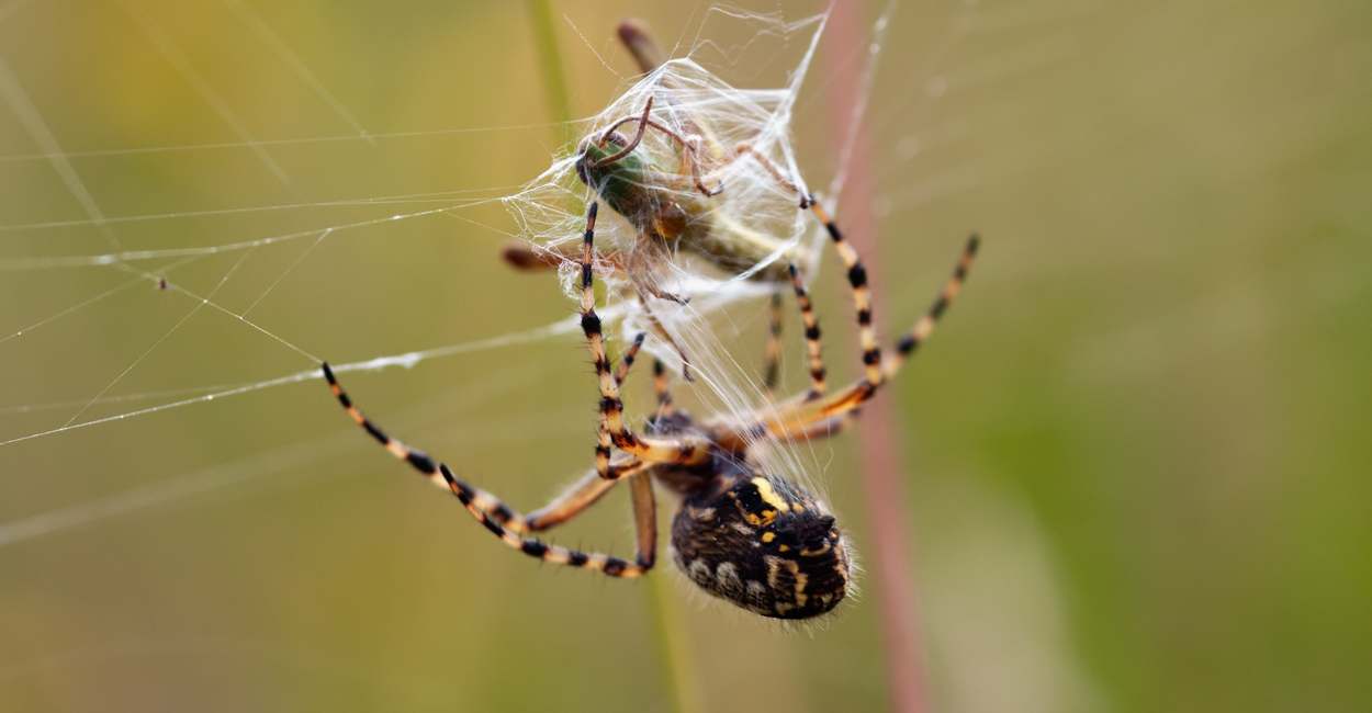 Sueña con matar arañas: 25 tipos y sus interpretaciones
