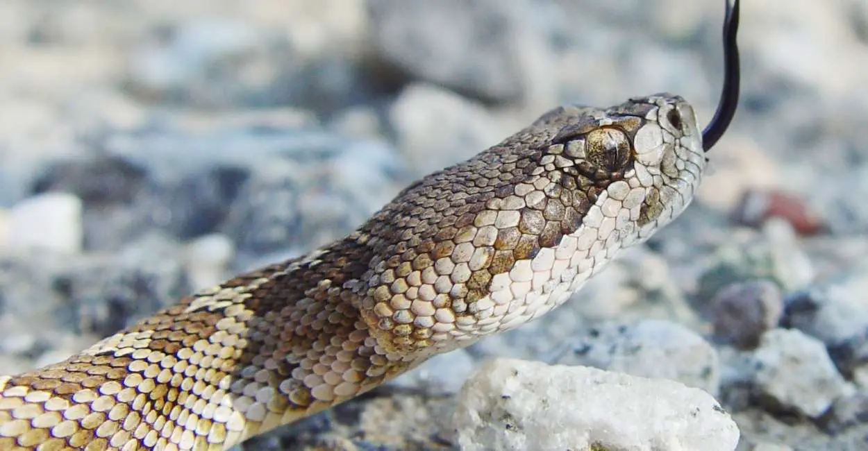 Soñar con serpiente de cascabel: 50 tipos y sus interpretaciones