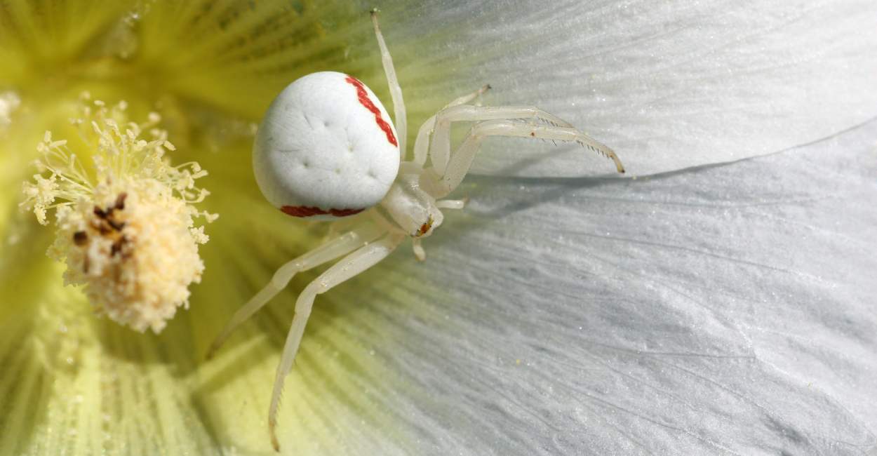Sueño de una araña blanca – Tramas con interpretaciones