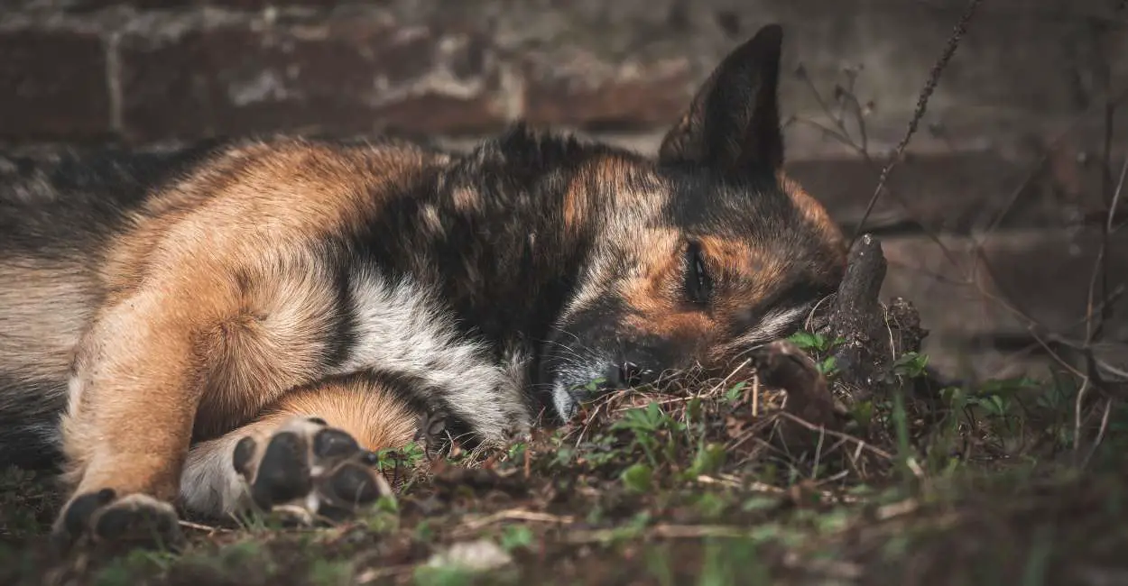 Soñar con perro muriendo – 20 tipos y sus interpretaciones