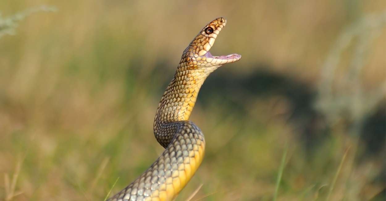 Soñar con serpientes atacando – 15 tipos y sus interpretaciones