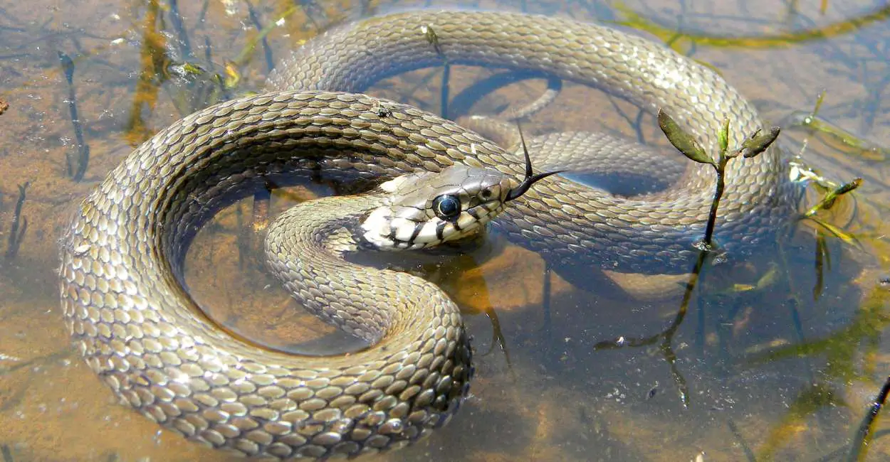 Soñar con Serpientes en el Agua – 25 Tipos y sus Interpretaciones