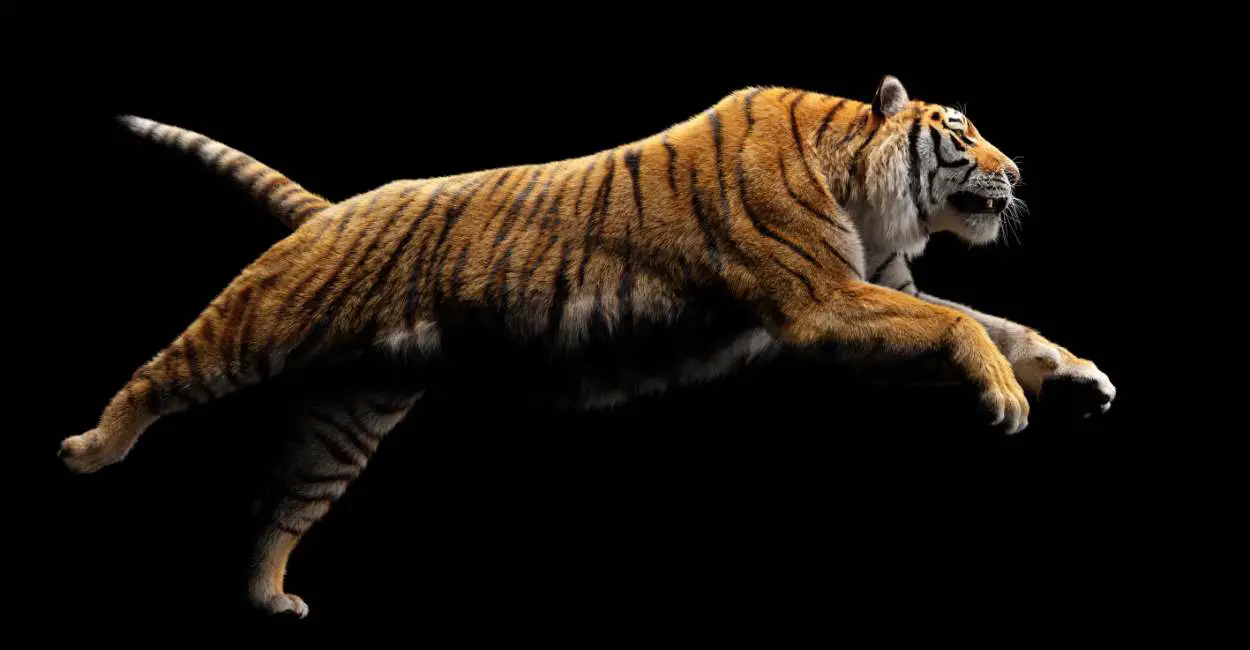 Sueño del ataque del tigre: 20 escenarios y sus significados