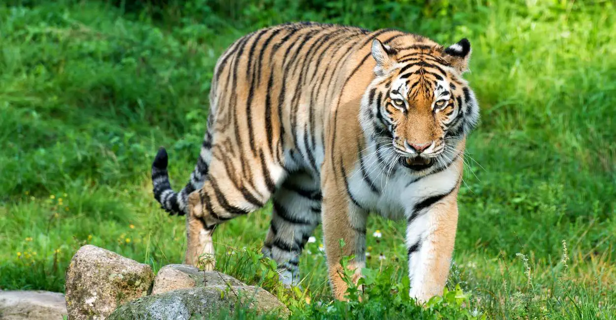 Sueño del tigre persiguiéndome – 15 escenarios con significados