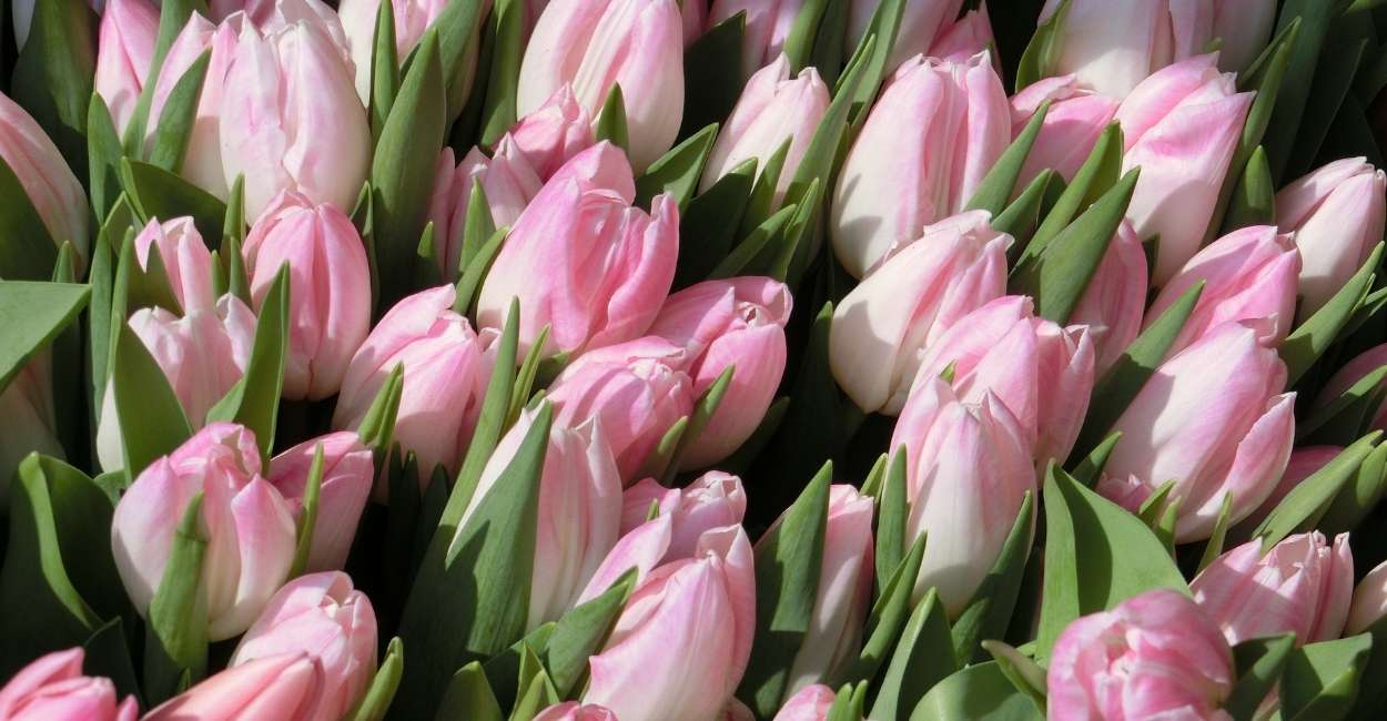 Sueño de tulipanes: ¿te anima a apreciar las pequeñas cosas de la vida?