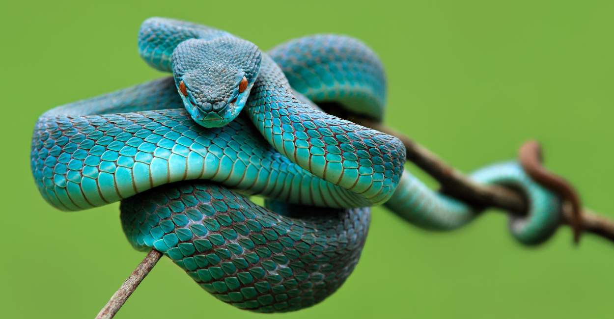 Sueño de una serpiente azul: 35 tipos y sus interpretaciones