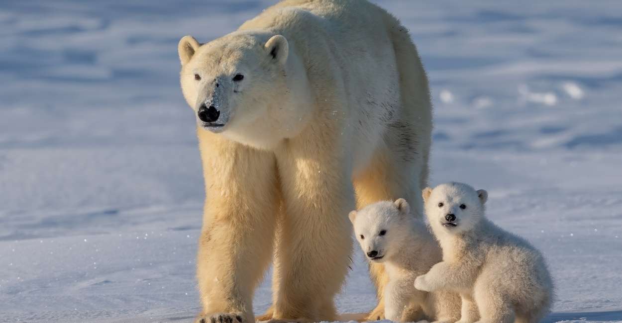 Soñar con osos polares: 50 tipos y sus interpretaciones
