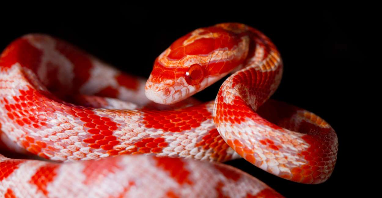 Soñar con una Serpiente Roja – 60 Tipos y sus Interpretaciones