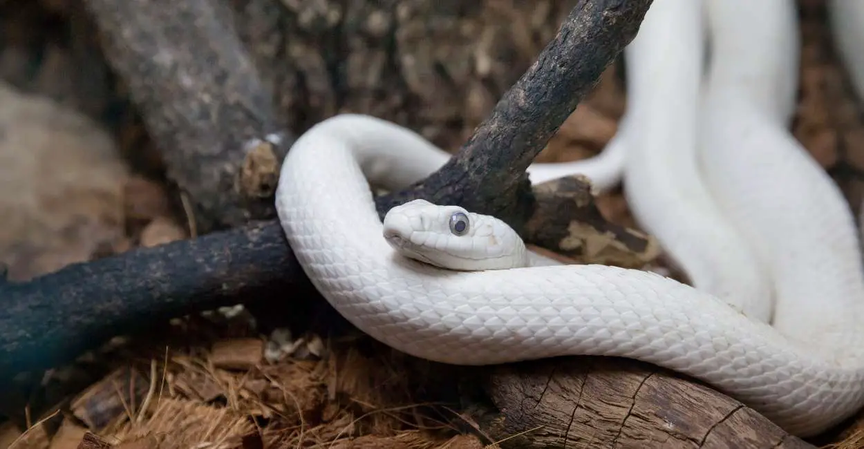 Sueño de una serpiente blanca: 30 tipos y sus interpretaciones