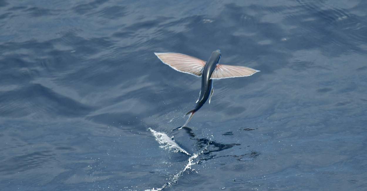 Soñar con peces voladores: 25 escenarios y sus interpretaciones