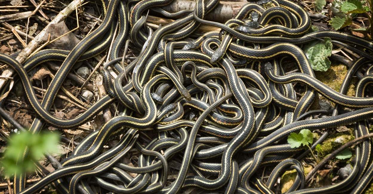 Soñar con serpientes en todas partes: 20 tipos y sus interpretaciones