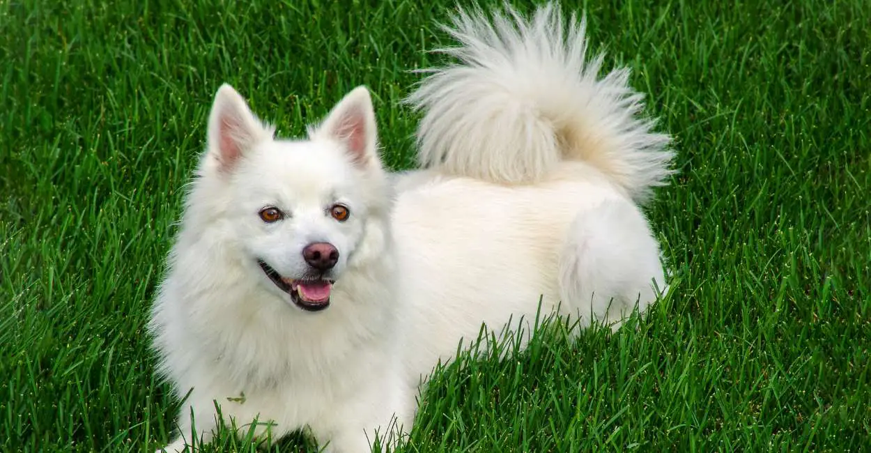 Significado de soñar con un perro blanco: 30 tipos y sus interpretaciones