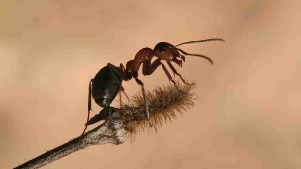 Soñar con hormigas - Impartir lecciones de trabajo duro y determinación