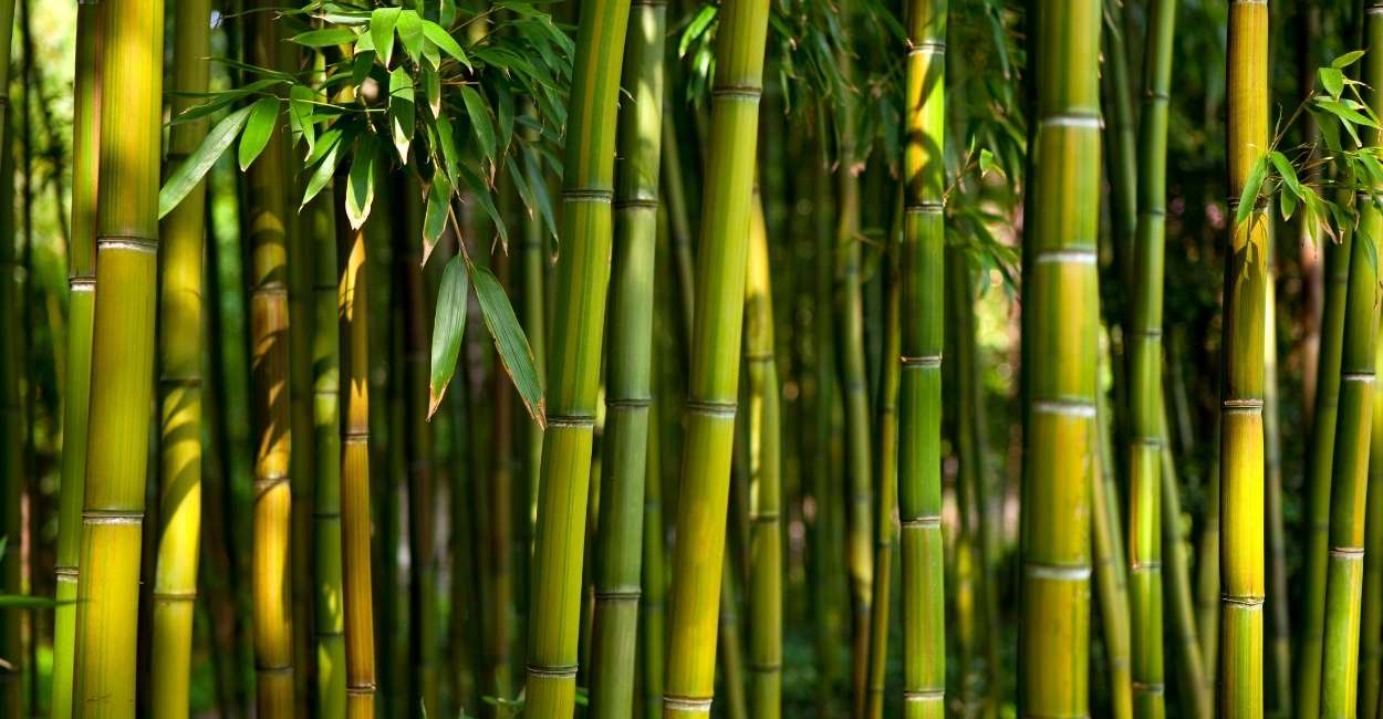 Soñar con Bambú - 50 Tipos y sus Significados