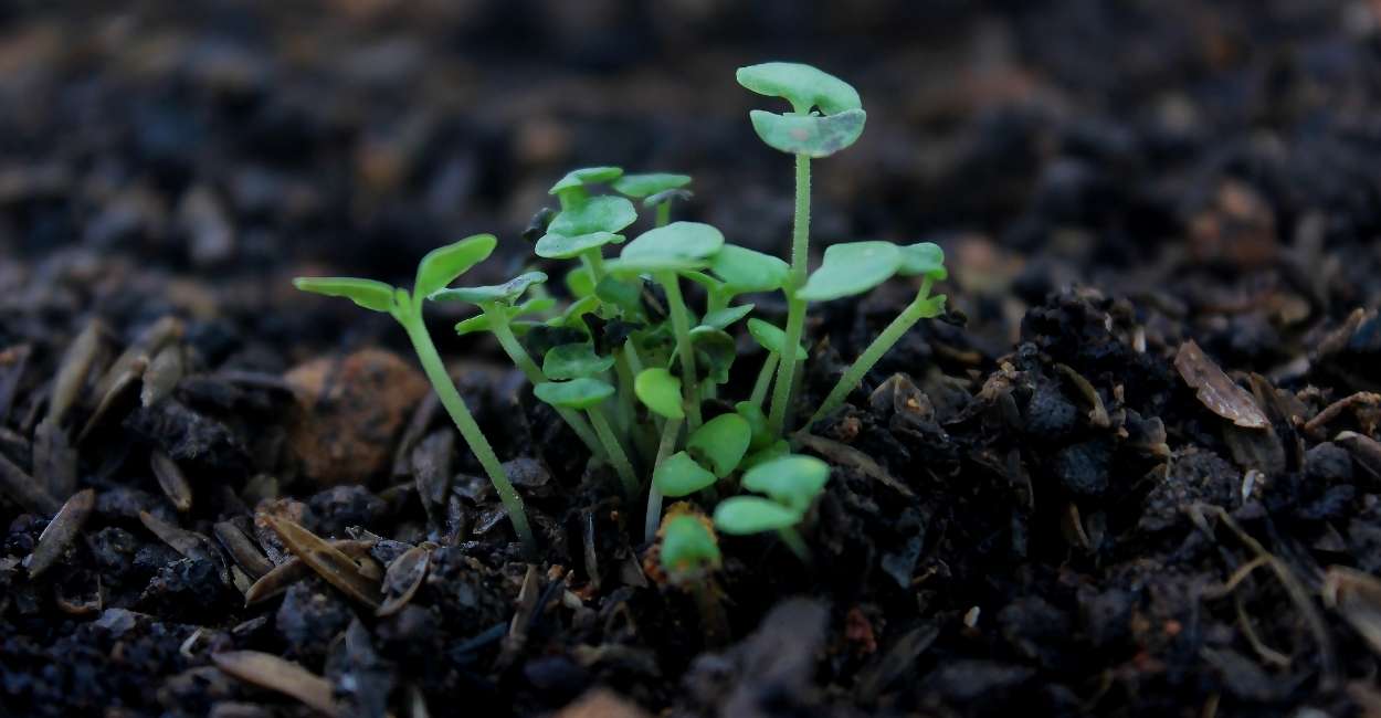 Soñar con Plantas - ¿Significa crecer como las plantas en la vida?