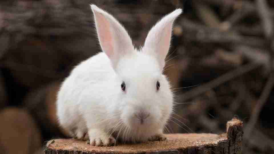 Soñando con conejos: ¿planea adoptar a la linda criatura?