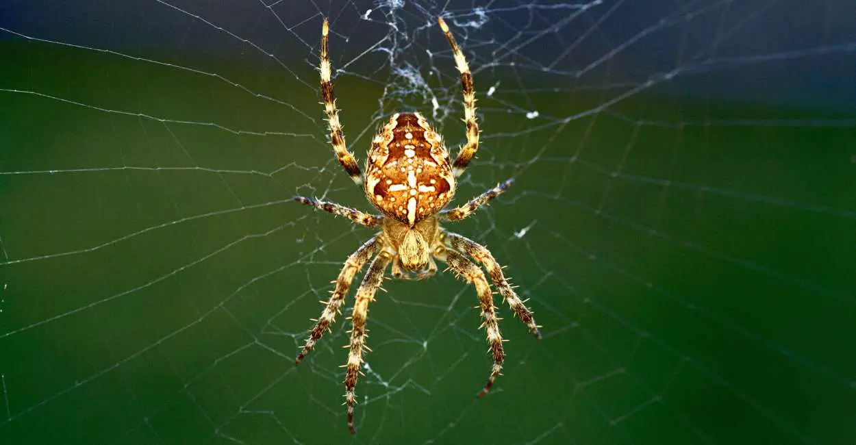 Significado espiritual de soñar con arañas: ¿tienen los rastreadores algún mensaje para ti?