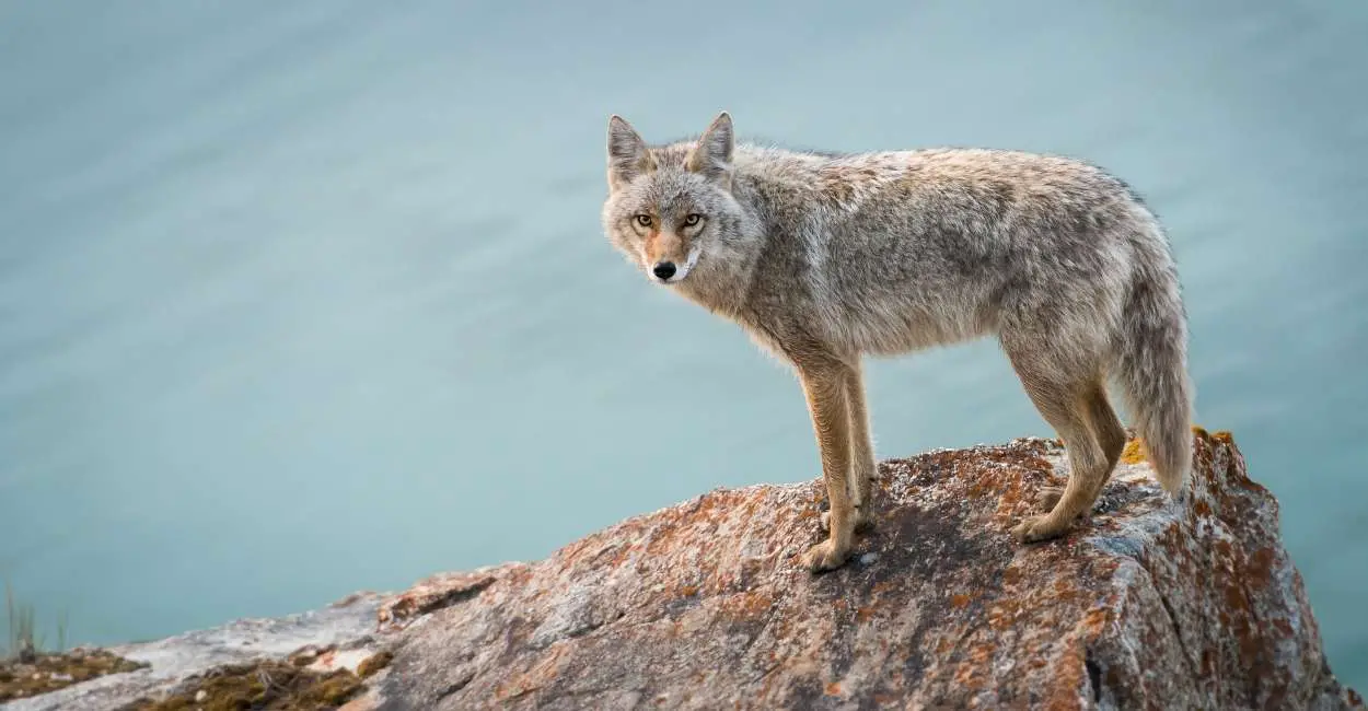 Sueños con coyotes 35 tipos y sus significados