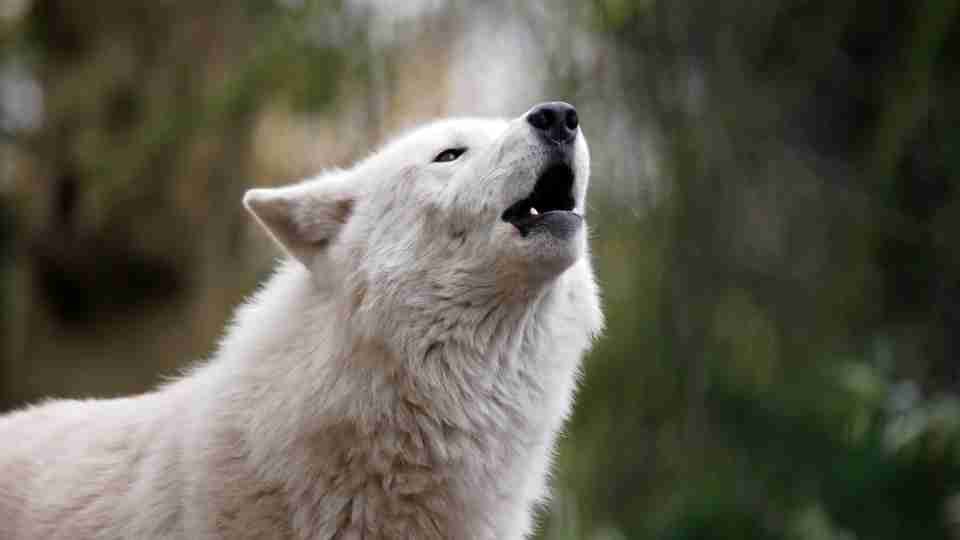 Sueños con lobos: diferentes escenarios de sueños y sus significados