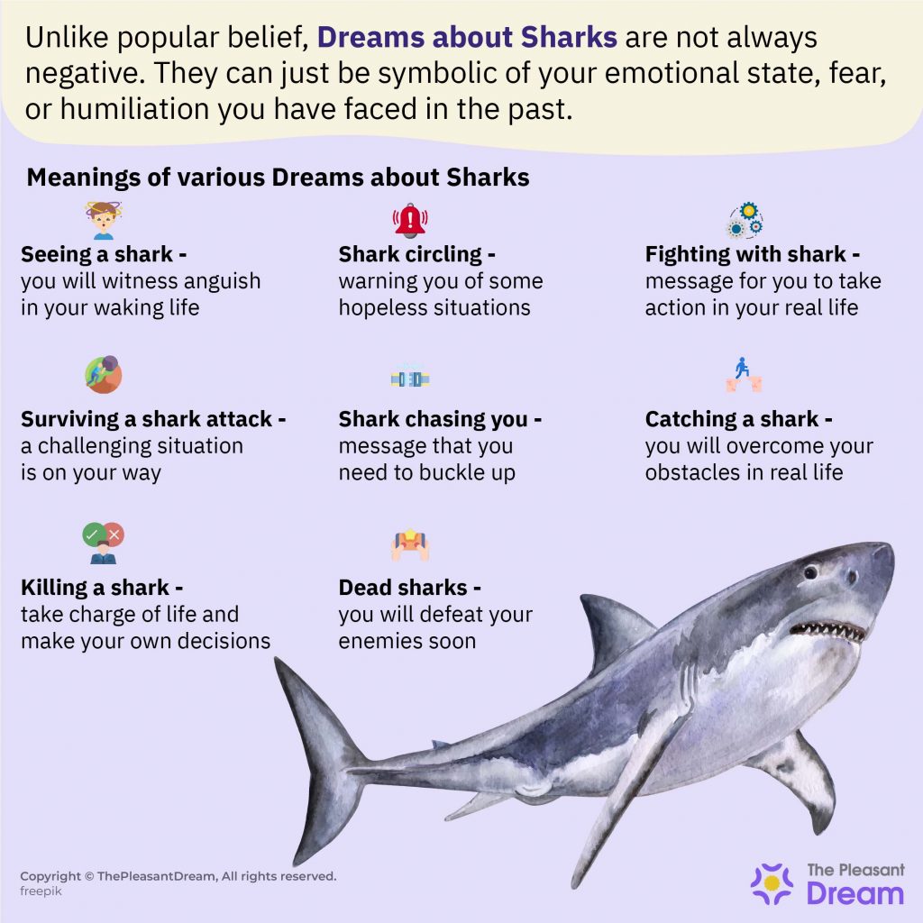 Dreams about Sharks - ¿Quieres probar el buceo en jaula?