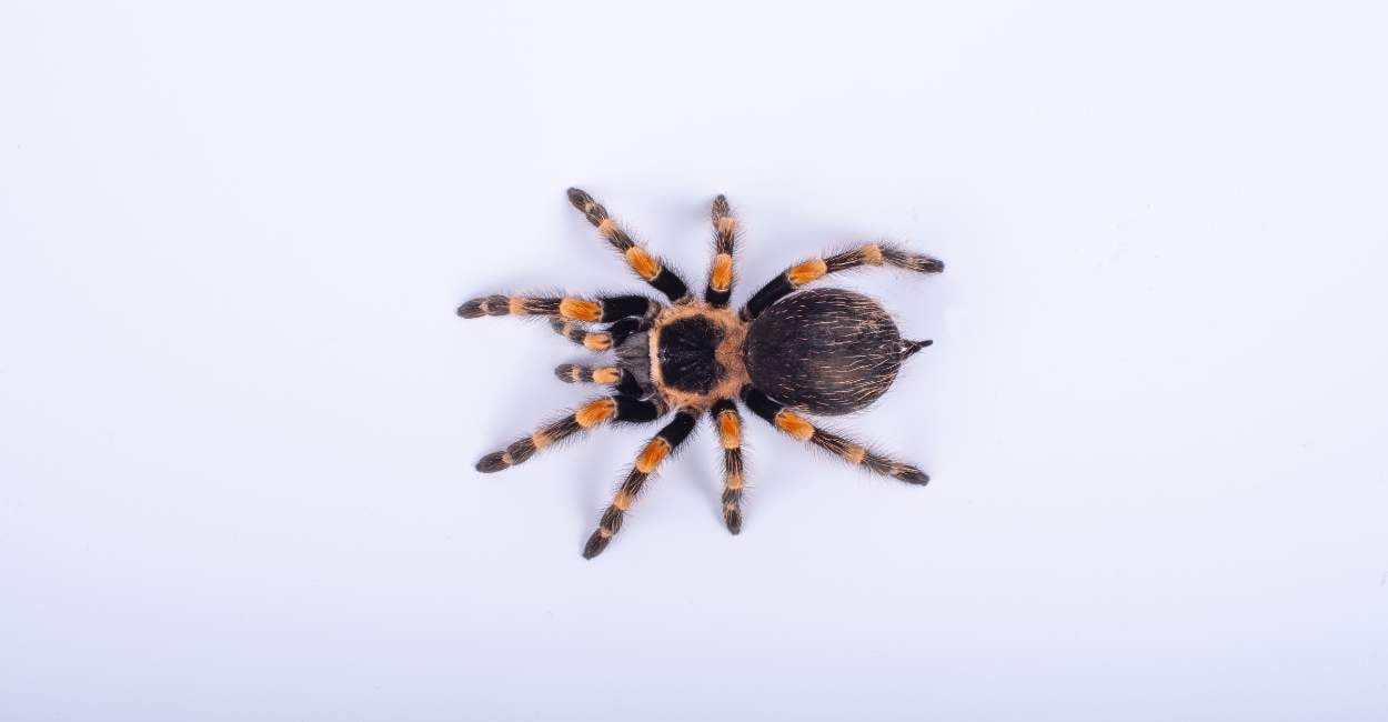 Sueños con arañas arrastrándose sobre ti: 25 tipos y sus interpretaciones