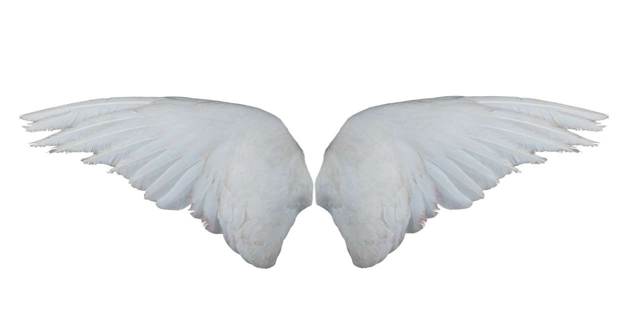 Sueños con alas: ¿significan volar alto o fallar abruptamente?