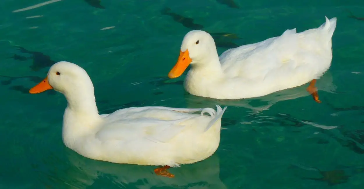 Ducks In Dreams - ¿Significa que la buena fortuna está a la vuelta de la esquina?