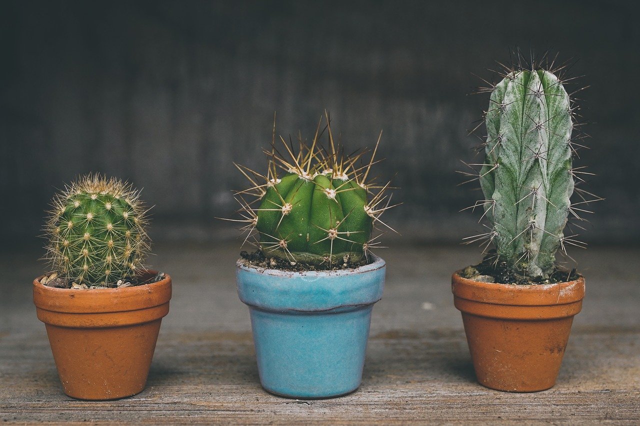 El Significado e Interpretación de los Sueños con Cactus