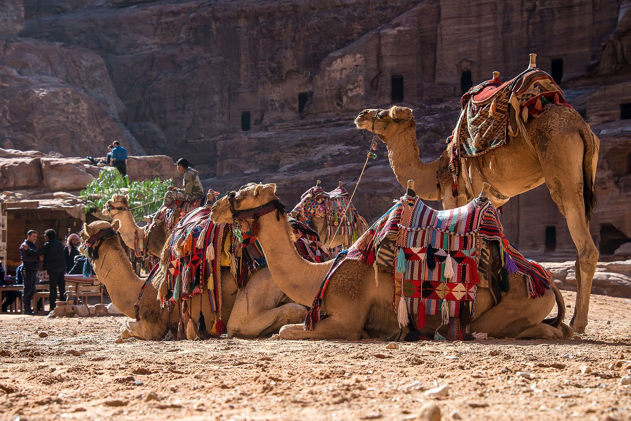 El Significado e Interpretación de los Sueños con Camellos