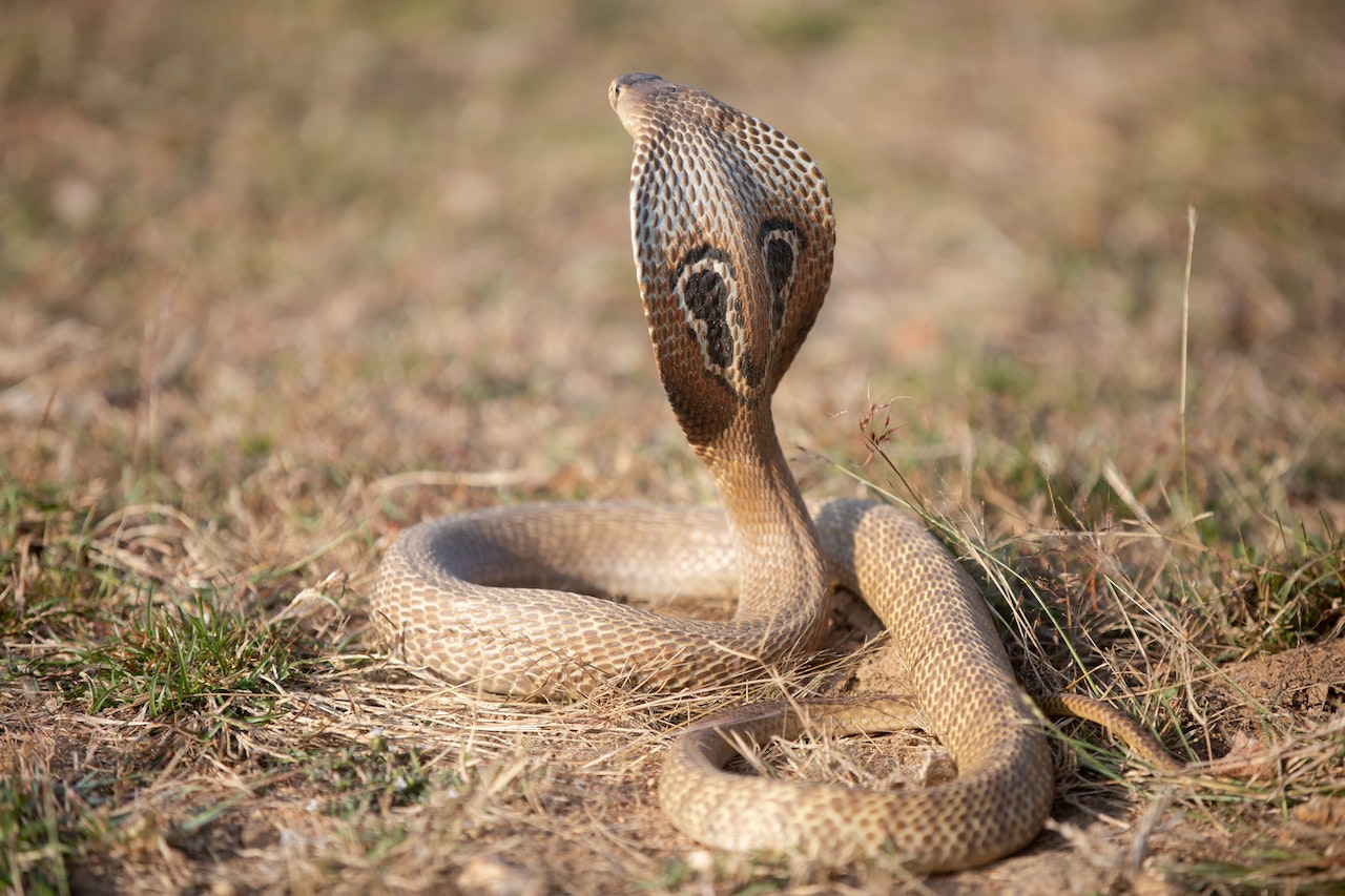 El Significado e Interpretación de los Sueños con Cobras