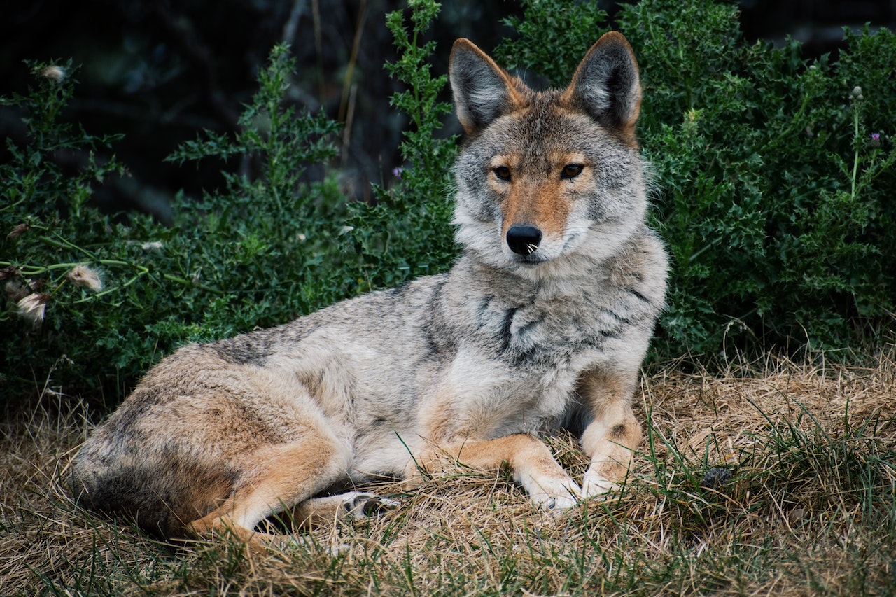 El Significado e Interpretación de los Sueños con Coyotes