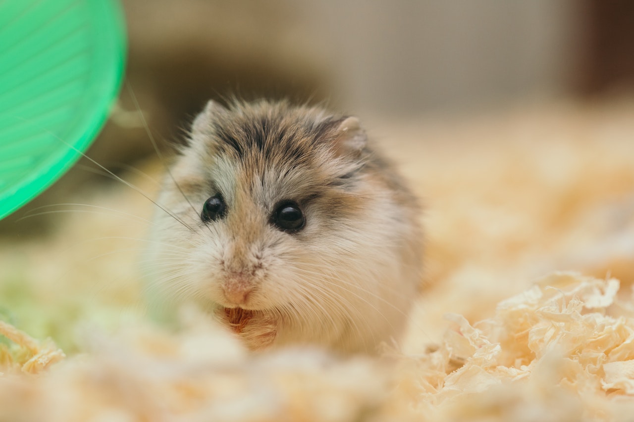 El Significado e Interpretación de los Sueños con Hamsters
