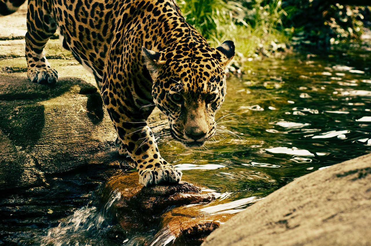 El Significado e Interpretación de los Sueños con Leopardos