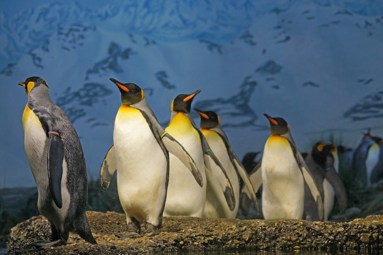 El Significado e Interpretación de los Sueños con Pingüinos