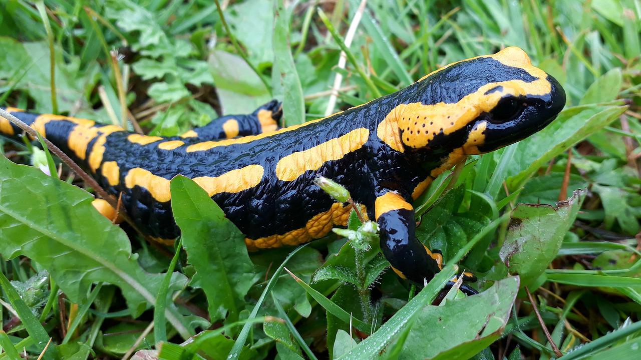 El Significado e Interpretación de los Sueños con Salamandras