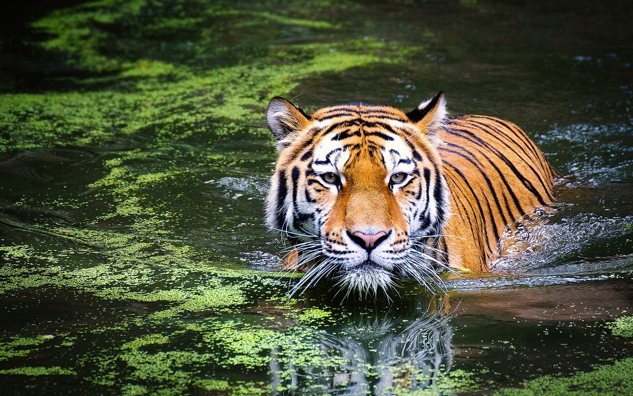 El Significado e Interpretación de los Sueños con Tigres