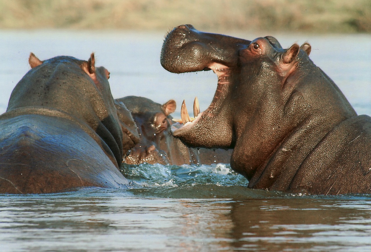 El Significado e Interpretación de los Sueños de Hipopótamos