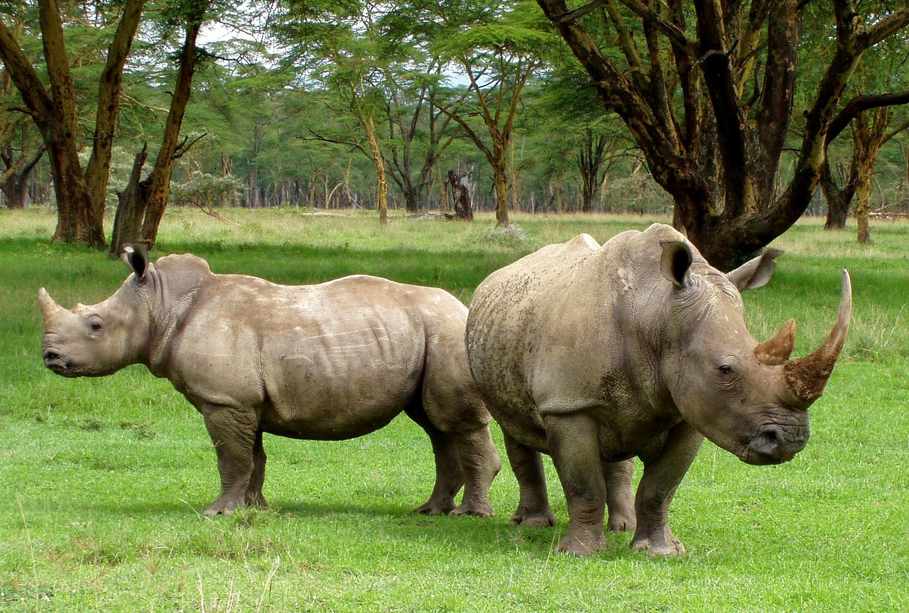 El Significado e Interpretación de los Sueños de Rinoceronte