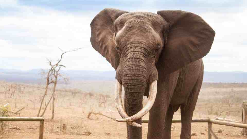 Elefantes en Sueños: Despliegue de Escenarios e Interpretaciones