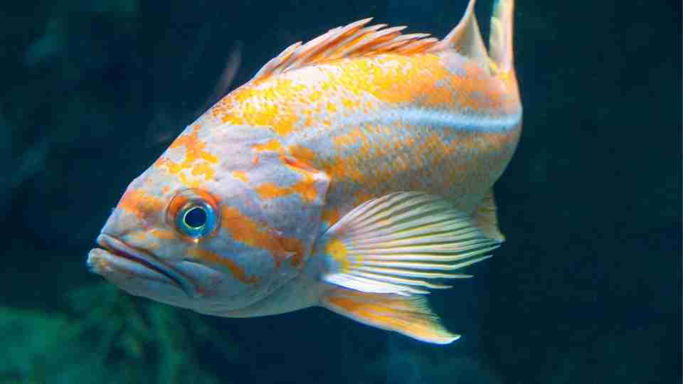 Soñar con peces sugiere flujo de vida que es progresivo